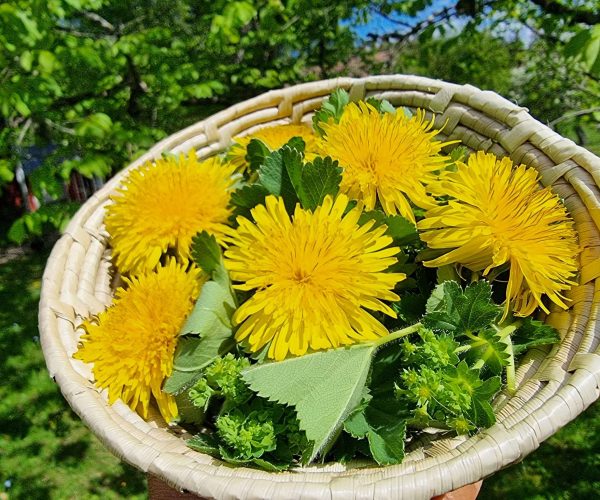 Dandelions flowers with lady´s mantle (Photo:Pernilla Gäverth/Middle Land)